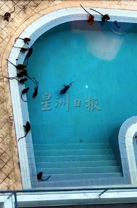 槟岛峇都丁宜某高级公寓的无人泳池引来一群猴子戏水。
