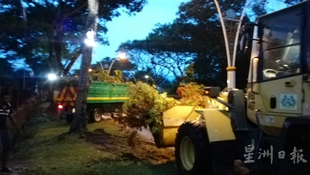 怡保市政厅园艺组成员在发生倒树的道路进行修砍倒树工作。