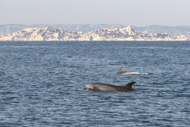 法国蔚蓝海岸国家公园于上周五公布的照片显示，一群海豚在该国东南边的地中海里自由地跳跃。在全球许多航班停飞，游客人量减少，声害等各种污染的骤减下，一些野生动物回到了之前的栖息地，享受人类缺席下的短暂宁静。（图：法新社）