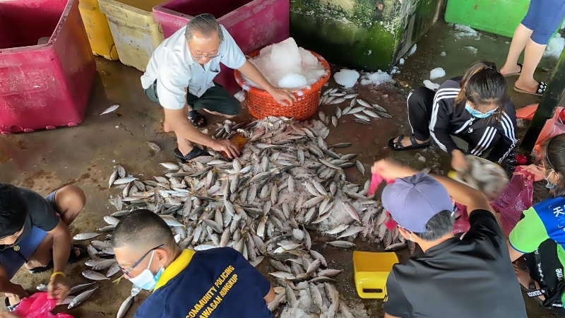 双武隆的华裔志愿村民清晨起身，包装鲜鱼，准备送鲜鱼给附近甘榜的马来村民。