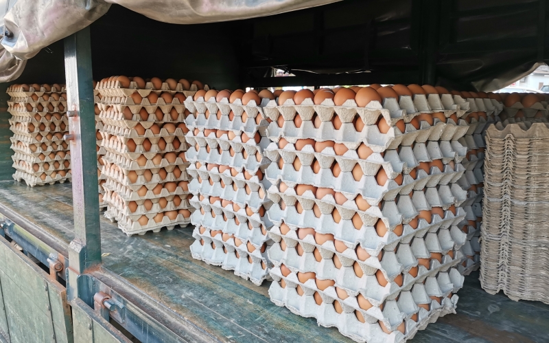 鸡蛋销量增加，蛋价也在两周内调涨了9分 。