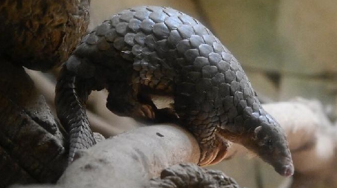 Pangolins in Asia, like this Formosan pangolin, are also under threat from illegal trade. AFP