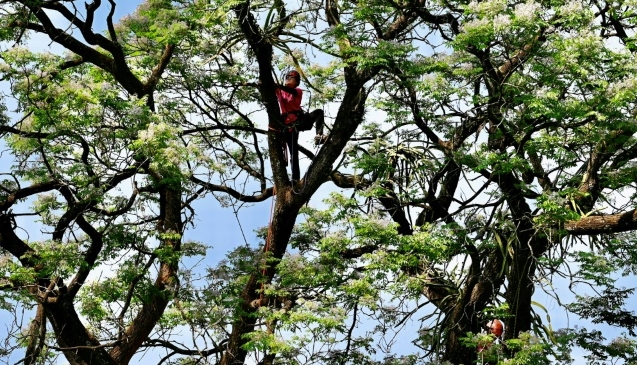 Tree climbing remains somewhat niche in Taiwan but a growing number of women are embracing the challenge. AFP