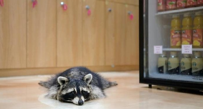 A raccoon cuts a lonely figure at the Eden Meerkat Friends Cafe in Seoul. AFP