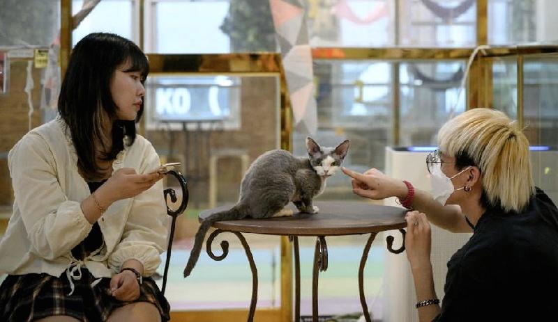 Animal lovers unable to keep pets at home come to the cafes to relax. AFP