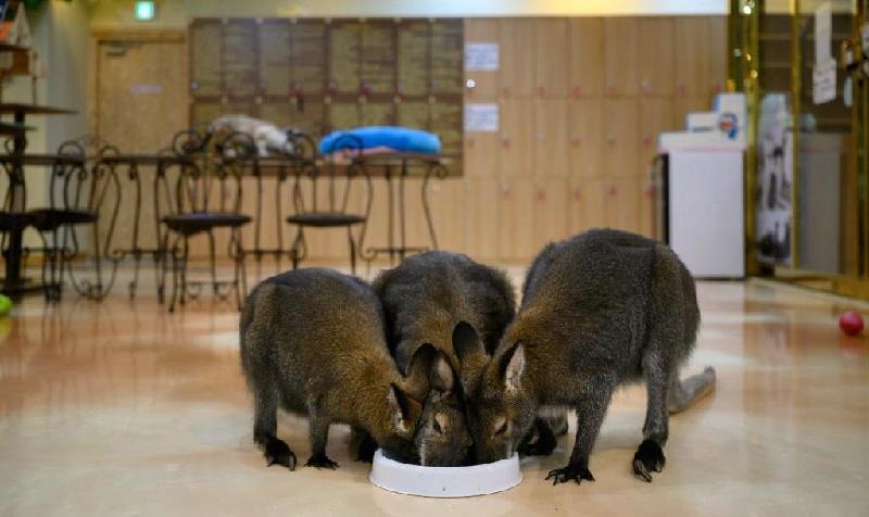 Wallabies are among the more exotic creatures at South Korea's animal cafes. AFP