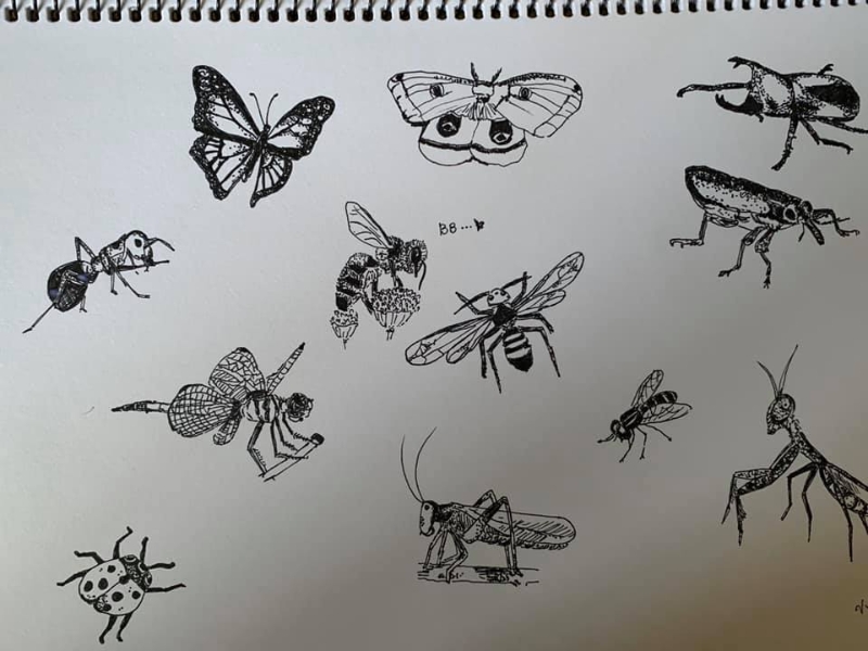 沈慧玲画的各式昆虫图，激发了孩子想要认识昆虫名字的好奇心。（图：星洲日报）