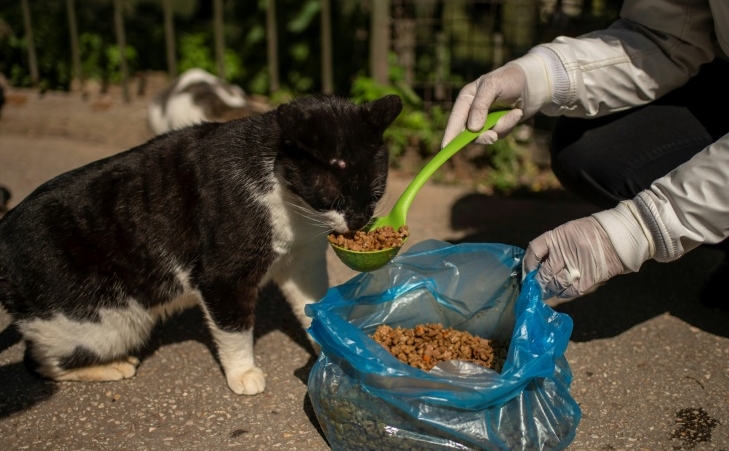 The global lockdowns against the coronavirus are tantamount to a death sentence of stray cats and dogs. AFP