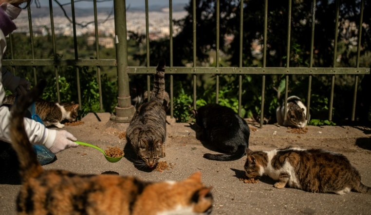 European authorities are realizing that allowances must be made for populations of stray animals. AFP