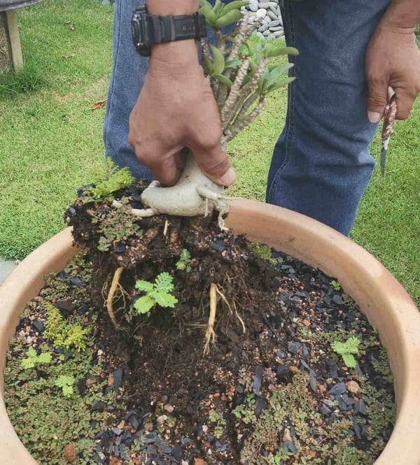 栽种3至4个月的富贵花，可以整棵拔出（需连土）移植栽种。