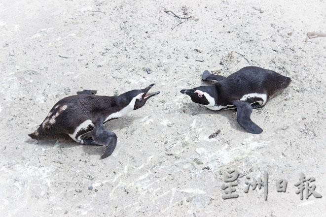 两只非洲企鹅争夺地盘的场景。

