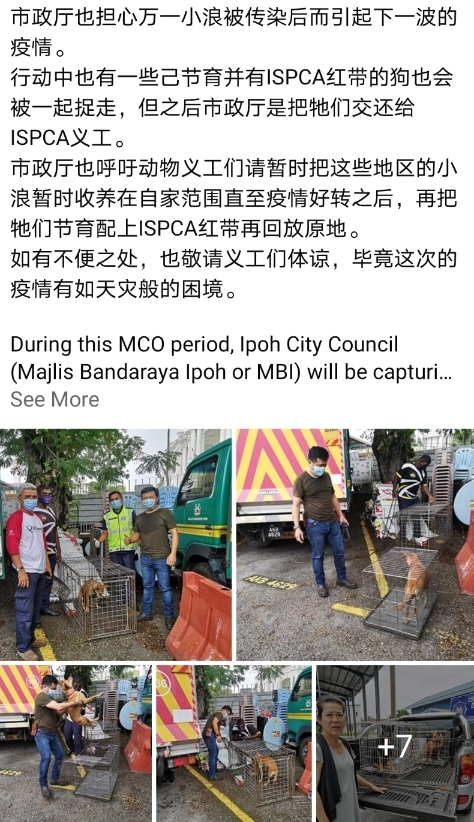 宋伟钊脸书发布怡保市政厅为预防冠病的传播展开了捕抓流浪狗的行动。