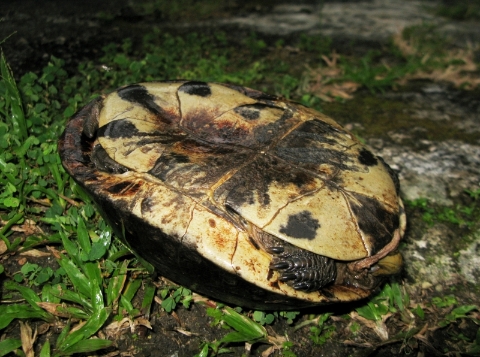 当马来箱龟缩进壳里时，它可以把全身都包在硬壳里。此为雄马来箱龟，靠尾部的腹甲略微凹陷。
