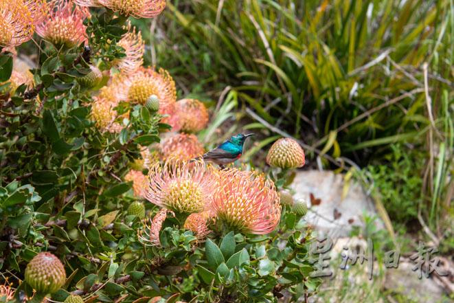 国家植物园里著名的Protea花种。图中也可看见南非才能找到的美丽蜂鸟。

