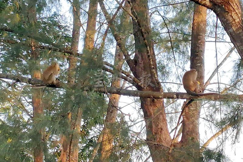 野猴一找到食物就跑到树上保持“社交距离”，避免食物被抢。