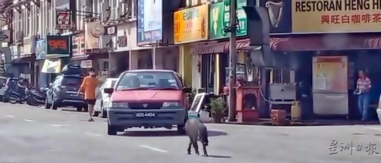 山猪出现住宅区，给人一种人类和山猪共同生活的感觉。