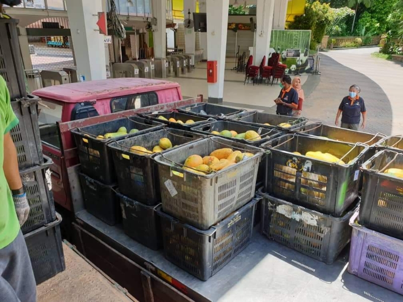 从柔佛州峇株巴辖载送到吉隆坡国家动物园的大批鲜果。
