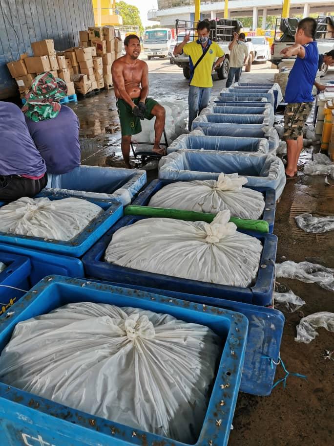 一箱箱准备运往金马仑的邦咯岛新鲜甘望鱼，都是由岛上的渔行东主报效。
