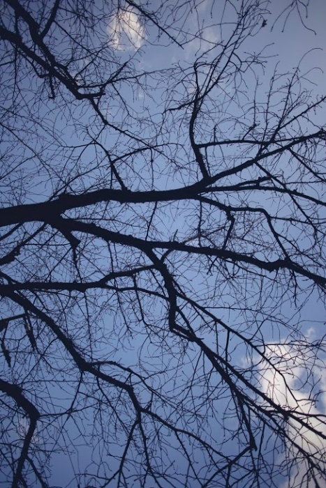 微风吹不动的枯枝，难得今天的蓝天白云。（摄影：陈子韩）