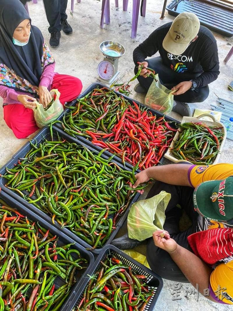 玛拉工艺大学以低于市价的价格售卖学生种植的红辣椒，部份收入作为学生活动经费。