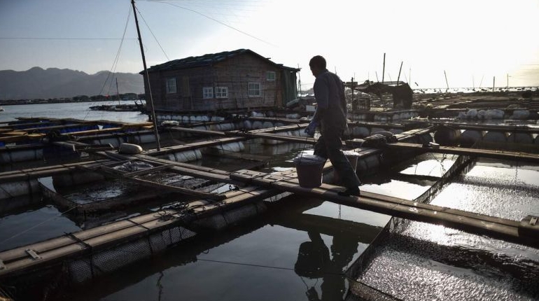 A worker in a floating village in Xiapu. AFP A worker in a floating village in Xiapu. AFP