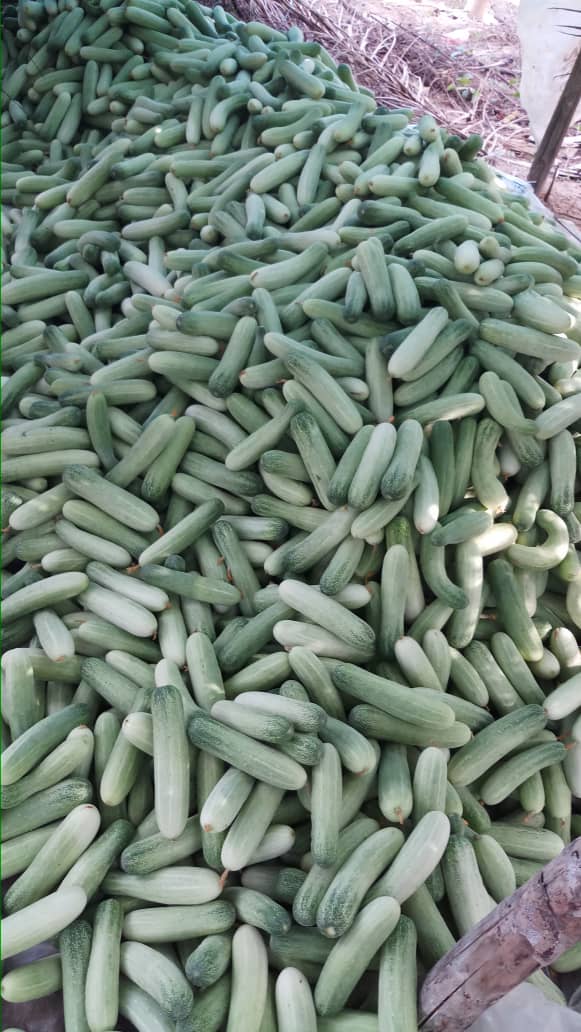 尤索朗布亚纳园内的黄瓜大量出产。
