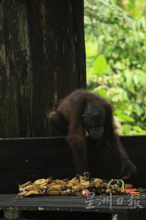 西必洛人猿中心工作人员把食物倒在平台上，已熟悉喂食时间的人猿陆续来到。