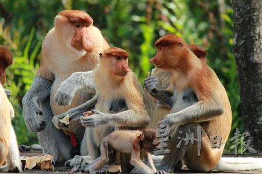 沙巴拉卜湾象鼻猴保护区设有喂食时间，成群的象鼻猴准时到来觅食。