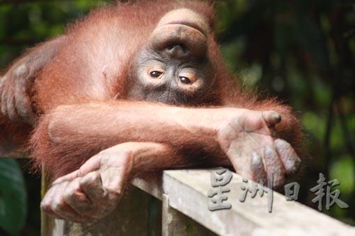 实蒙古野生动物保育中心为砂拉越最大的人猿保育中心。根据砂拉越旅游局资料，人猿多数时间在森林里游荡，但每到饭点会来到保育中心。 除了在果实盛产季节，人猿在森林里可填饱肚子，到保育中心觅食的人猿就会减少。
