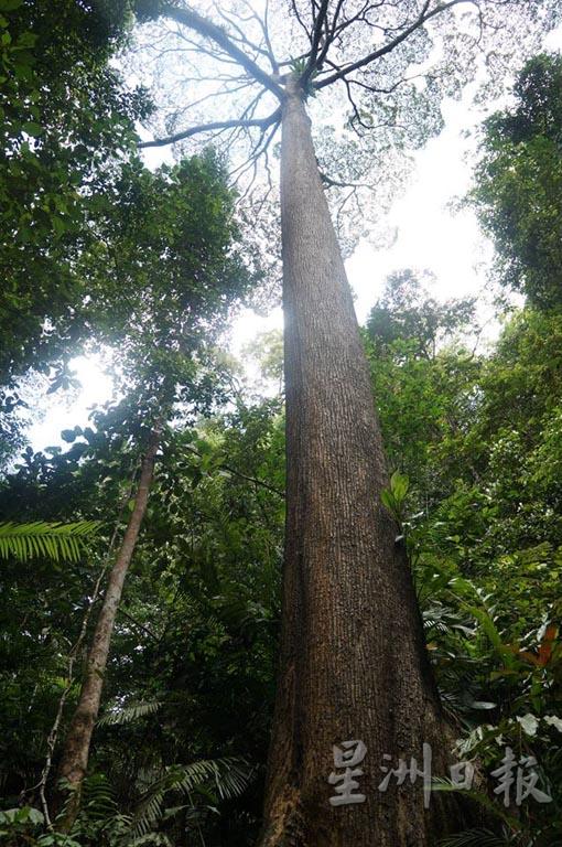 我国拥有最古老的热带雨林，生态多元，在这里可以看见许多品种的动植物。