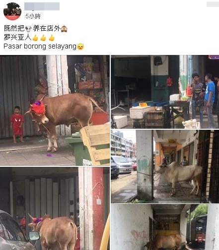 吉隆坡市政局于2017年派人到商业区取缔牛群的旧照，近日再被人重新广传，让士拉央居民陷入人心惶惶。