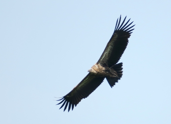 高山兀鹫展翅翱翔。