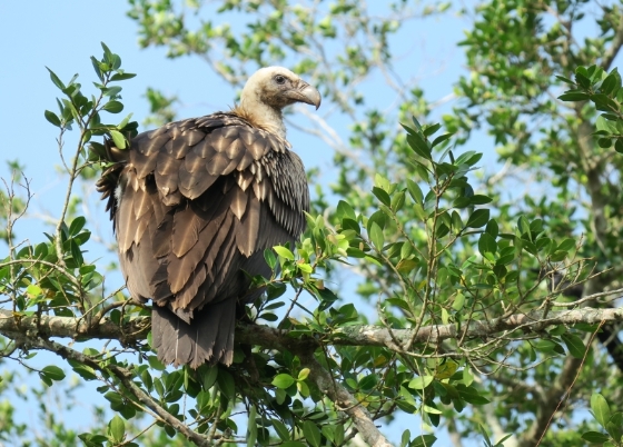 在峇株巴辖发现的高山兀鹫亚成鸟。