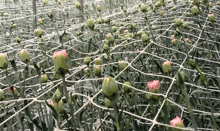 The carnations are ready for the Mother's Day market. SIN CHEW DAILY The carnations are ready for the Mother's Day market. SIN CHEW DAILY