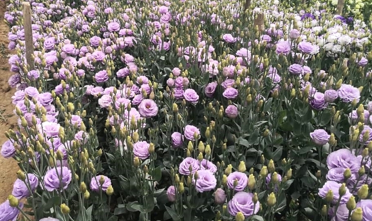 Apart from carnation, Texas bluebell is also popular during Mother's Day. SIN CHEW DAILY Apart from carnation, Texas bluebell is also popular during Mother's Day. SIN CHEW DAILY