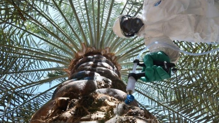 An Abu Dhabi government worker injects a date palm to combat the destructive red weevil. AFP An Abu Dhabi government worker injects a date palm to combat the destructive red weevil. AFP