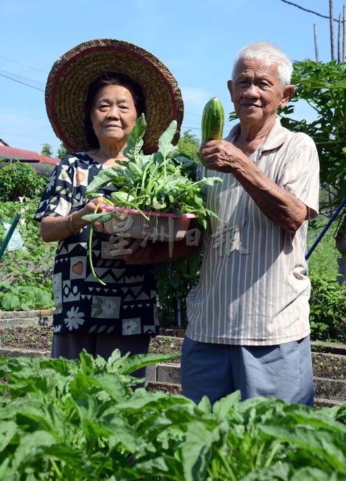 黄木耀（右）悉心栽种，太太陈艳菊当天想煮什么菜就抱个篮子带着刀子到小菜园去收割。