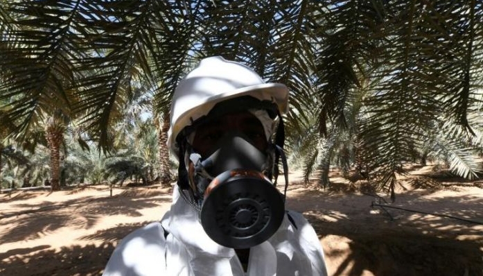 Since 2013, Abu Dhabi has run an extermination program to control invasive red weevils. AFP Since 2013, Abu Dhabi has run an extermination program to control invasive red weevils. AFP