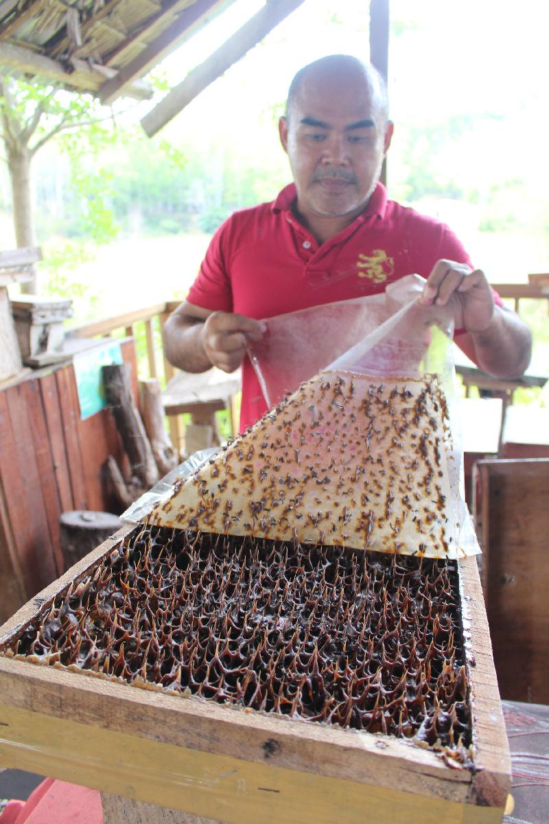 苏温翔养蜂会顾及蜂的感受，打造适合的环境，仅采三至四成的蜂蜜，以免银蜂感到压力。
