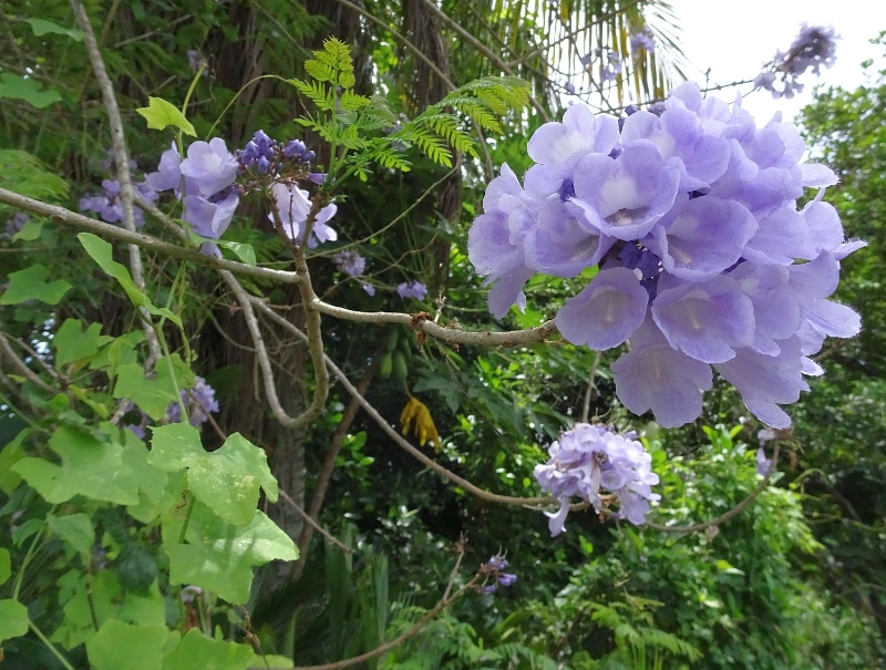 串串紫花在静谧的丛林中透露着温柔。