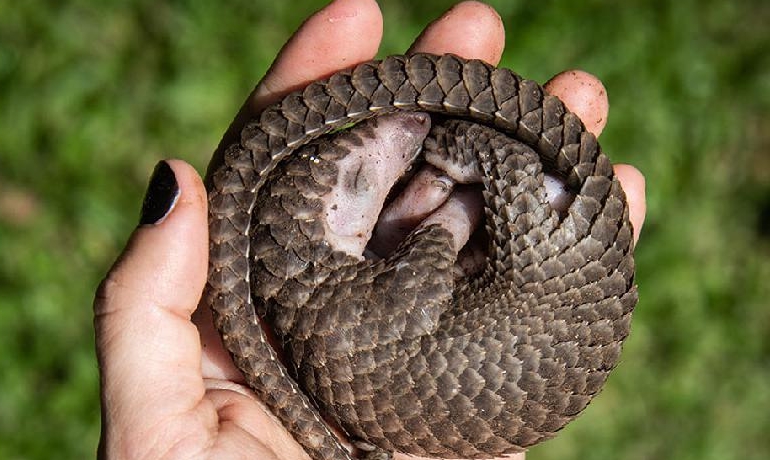 A white-bellied pangolin rescued from local animal traffickers in Kampala, Uganda. AFP A white-bellied pangolin rescued from local animal traffickers in Kampala, Uganda. AFP