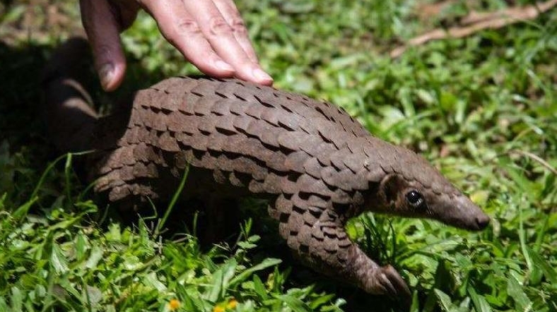 A white-bellied pangolin. AFP A white-bellied pangolin. AFP