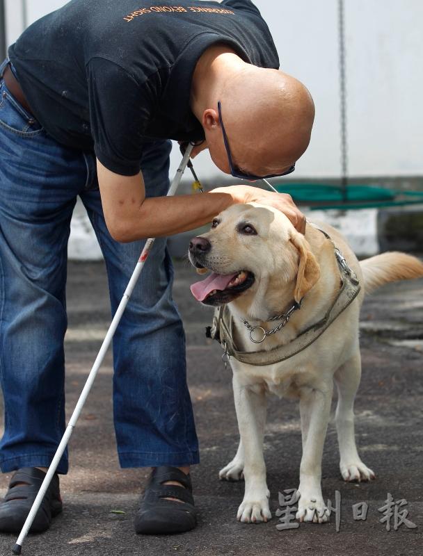 Lashawn鞠躬尽瘁，至死仍然无法在马来西亚被“正名”为一只工作犬，令爱狗人士惋惜。
