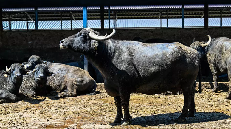 The milk of black buffaloes is used to make mozzarella cheese. AFP The milk of black buffaloes is used to make mozzarella cheese. AFP