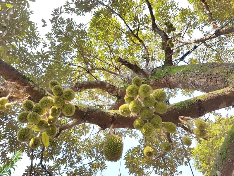 麻坡武吉巴西及巴莪一带的榴梿从4月中开始收成掉落，一直会盛产至6、7月份。