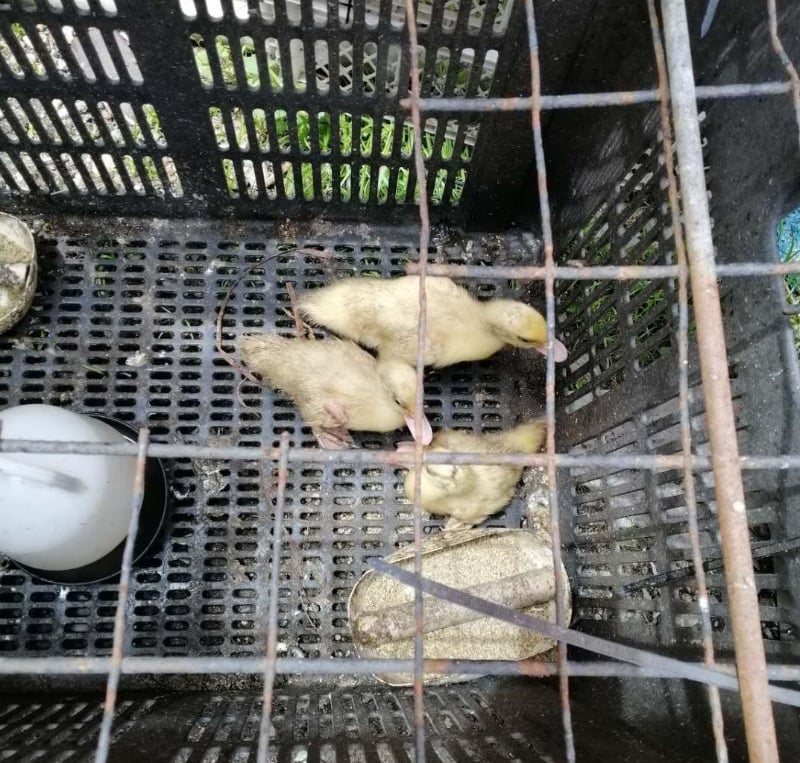 番鸭生命力强,从小到大都不易染病。