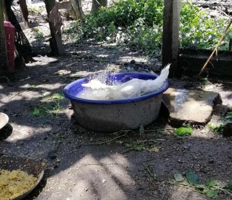 番鸭嬉水时经常会浸泡在水里。