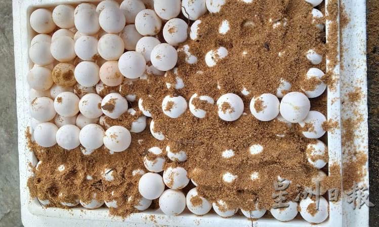 森州渔业局在2日收集到228颗海龟蛋。