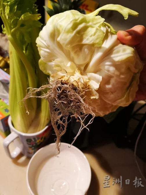 把包菜根部浸泡在水中，连根都长出来了，这样的包菜难道不是最新鲜的吗？（图片：Cheng Yi）
