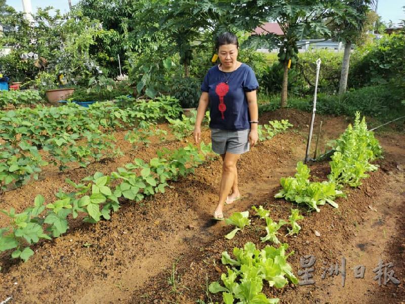 菜园成为叶凤兰释放压力的小天地，看着用心种植的蔬菜有收成十分满足。